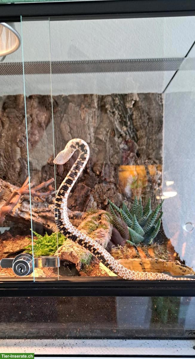 Bild 4: Westliche Hakennasennatter (Heterodon nasicus), männlich