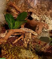 Westliche Hakennasennatter (Heterodon nasicus), weiblich