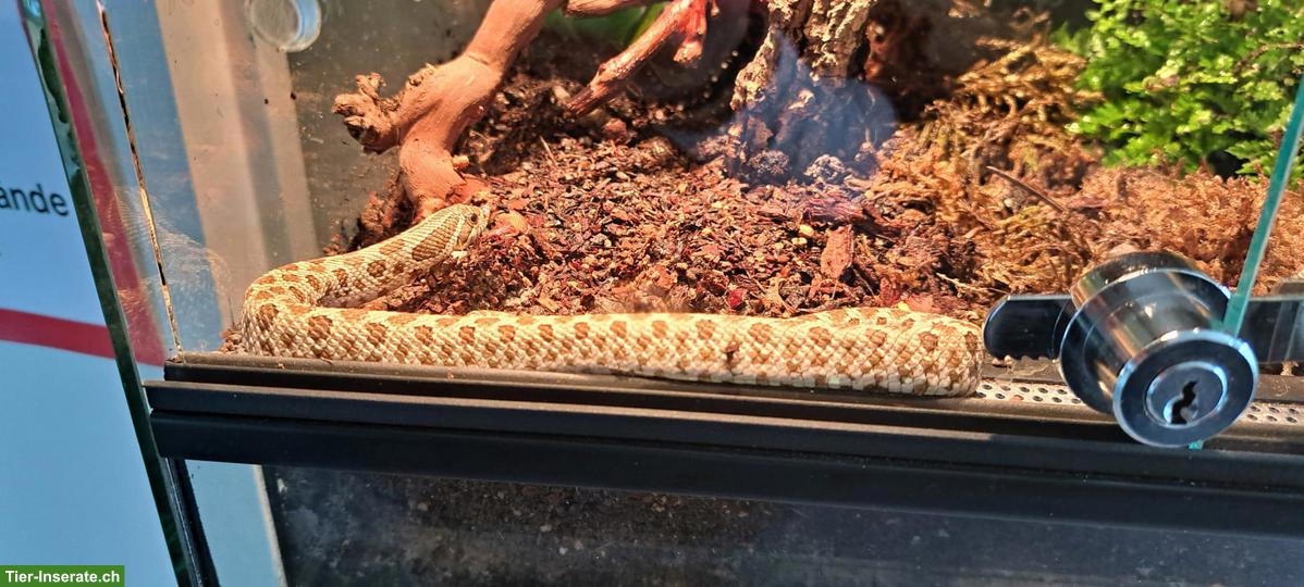 Bild 2: Westliche Hakennasennatter (Heterodon nasicus), weiblich