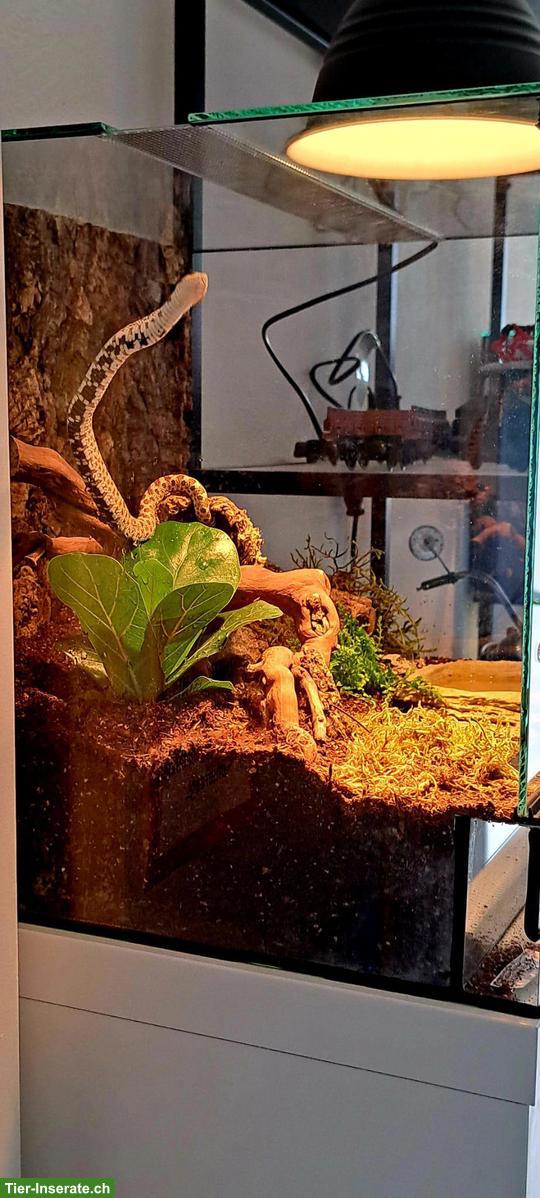 Bild 3: Westliche Hakennasennatter (Heterodon nasicus), weiblich