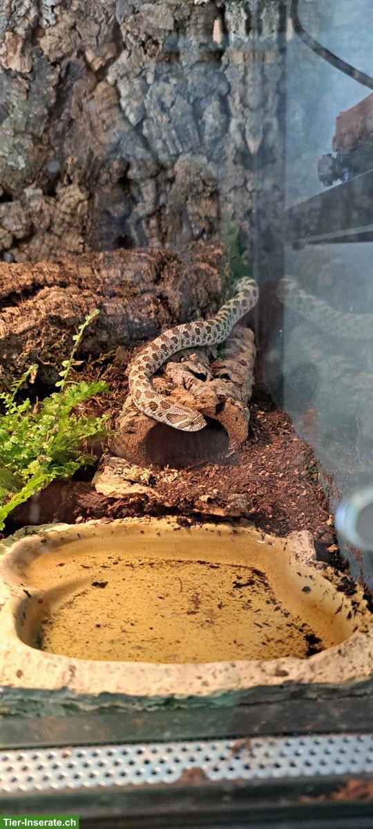 Bild 4: Westliche Hakennasennatter (Heterodon nasicus), weiblich