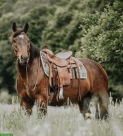 Freiberger Lausbube sucht Bestplatz, geritten & gefahren