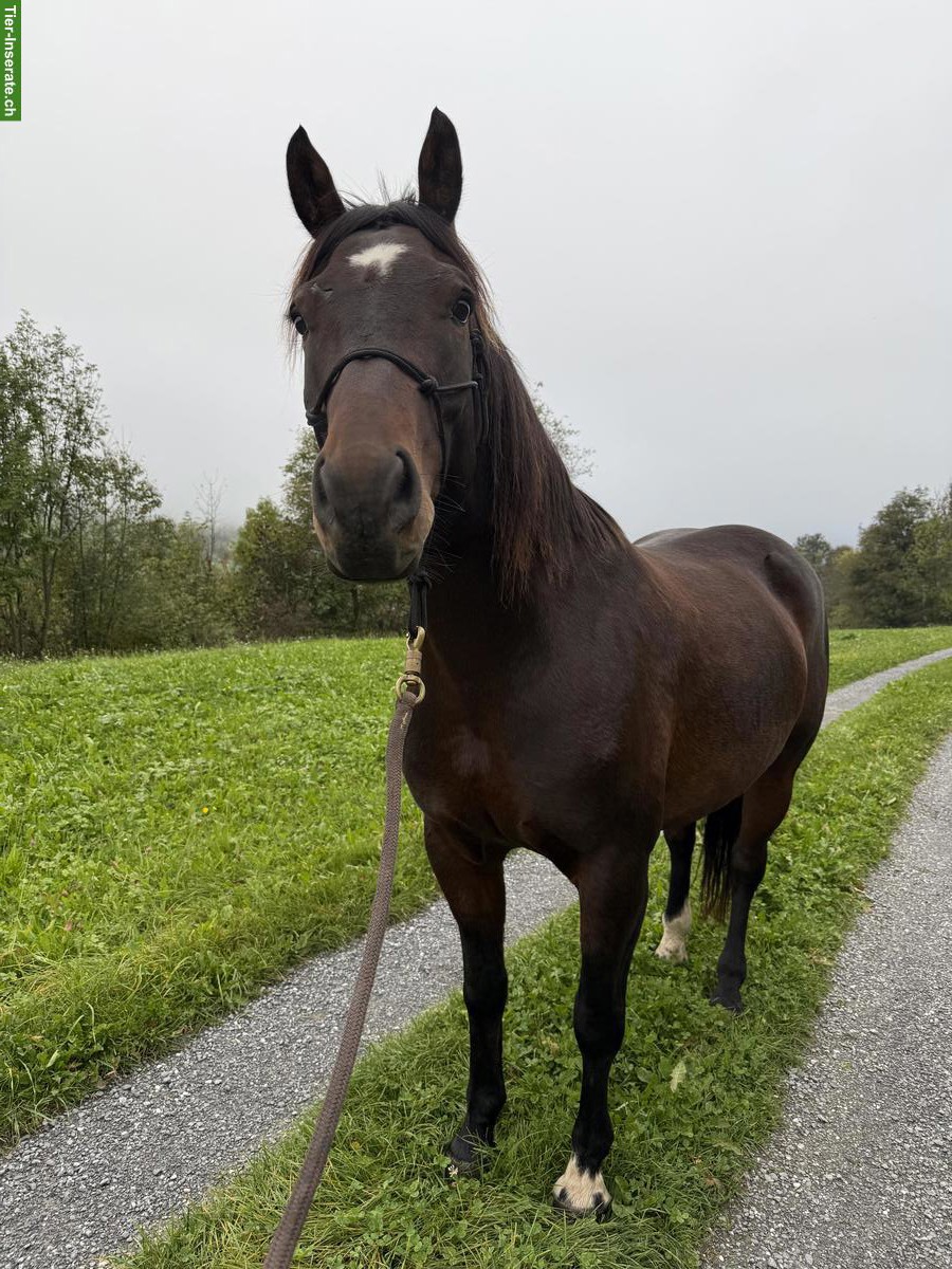Bild 2: Freiberger Lausbube sucht Bestplatz, geritten & gefahren