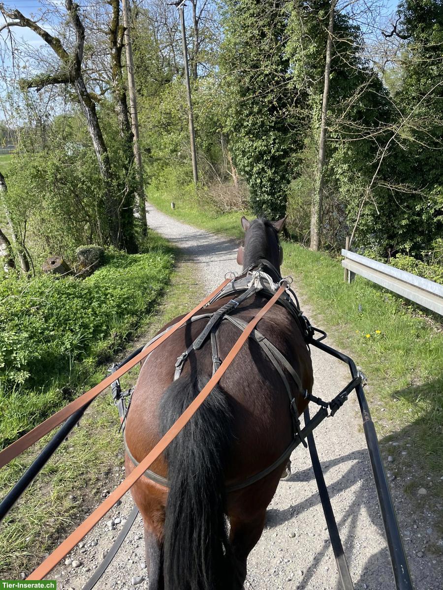 Bild 3: Freiberger Lausbube sucht Bestplatz, geritten & gefahren