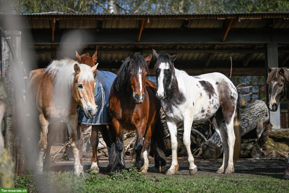 Pferde-Pensionsplatz im Offenstall in Wallachgruppe, Eschenbach LU