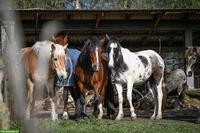 Pferde-Pensionsplatz im Offenstall in Wallachgruppe, Eschenbach LU