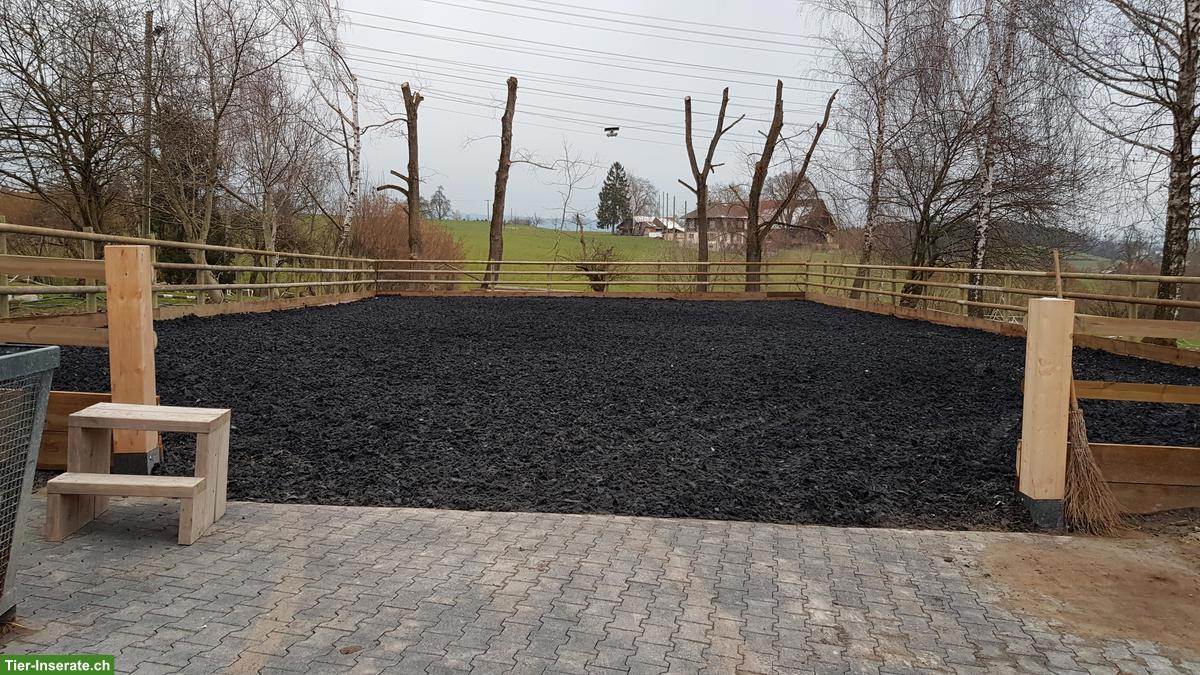 Bild 10: Pferde-Pensionsplatz im Offenstall in Wallachgruppe, Eschenbach LU