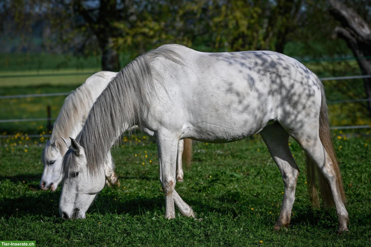 Bild 2: Pferde-Pensionsplatz im Offenstall in Wallachgruppe, Eschenbach LU