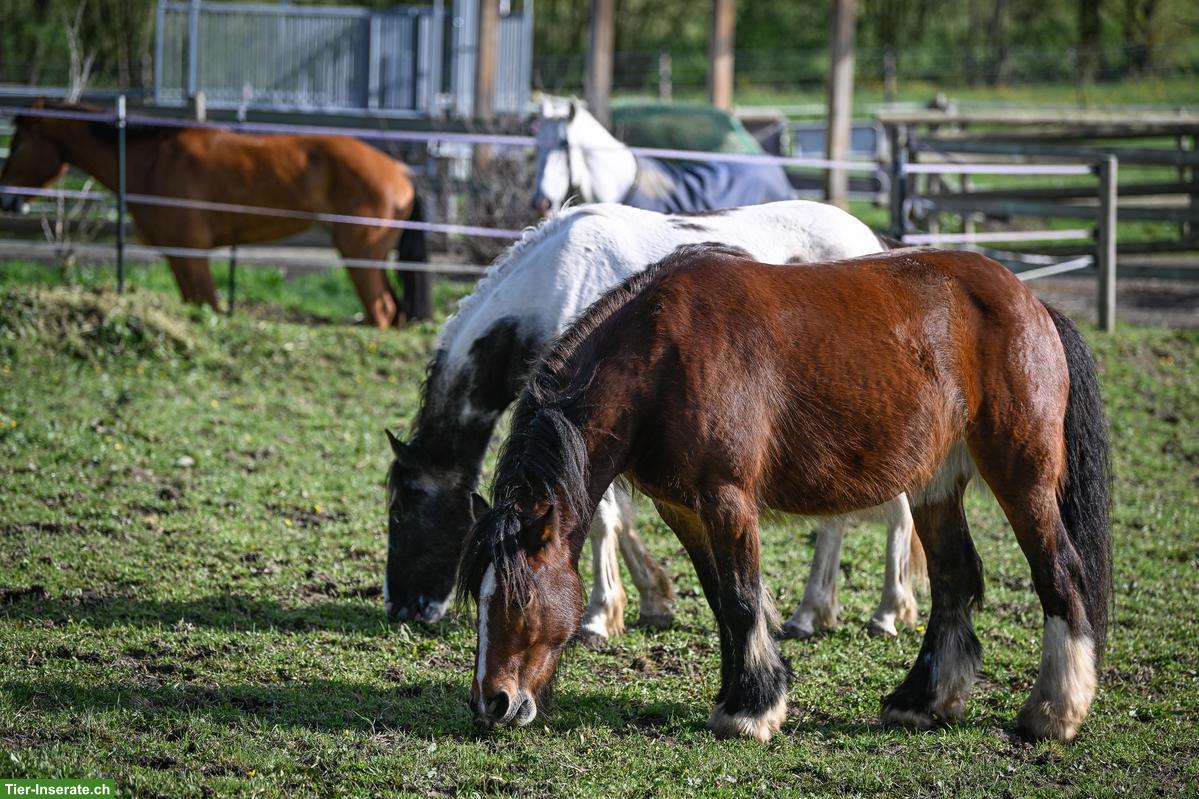 Bild 3: Pferde-Pensionsplatz im Offenstall in Wallachgruppe, Eschenbach LU