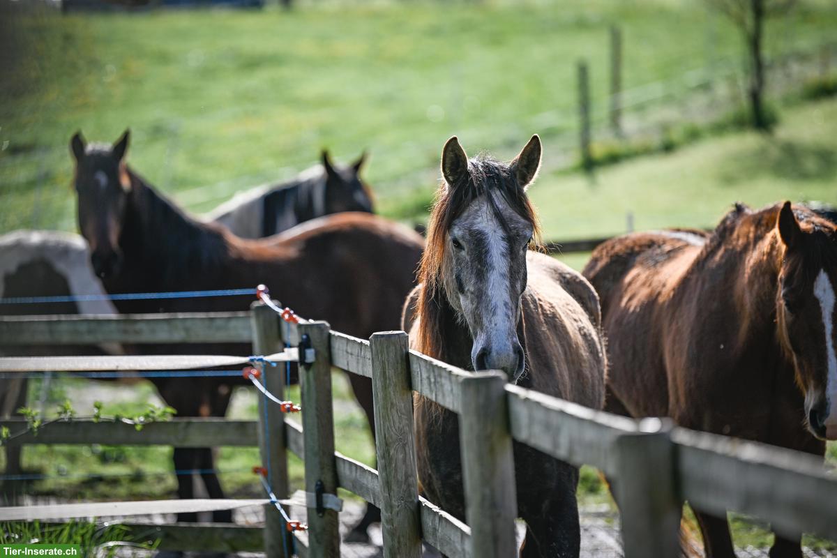 Bild 4: Pferde-Pensionsplatz im Offenstall in Wallachgruppe, Eschenbach LU