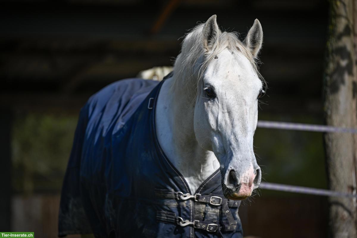 Bild 5: Pferde-Pensionsplatz im Offenstall in Wallachgruppe, Eschenbach LU