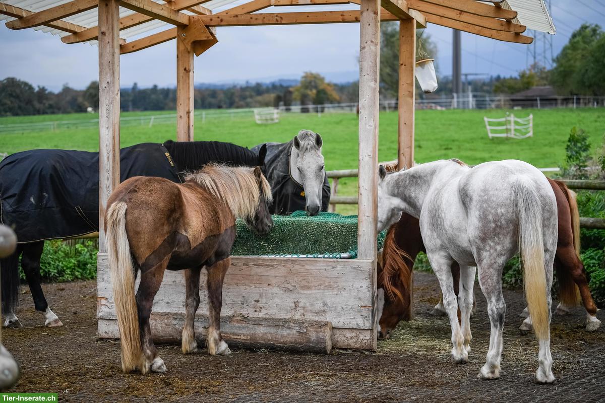 Bild 6: Pferde-Pensionsplatz im Offenstall in Wallachgruppe, Eschenbach LU
