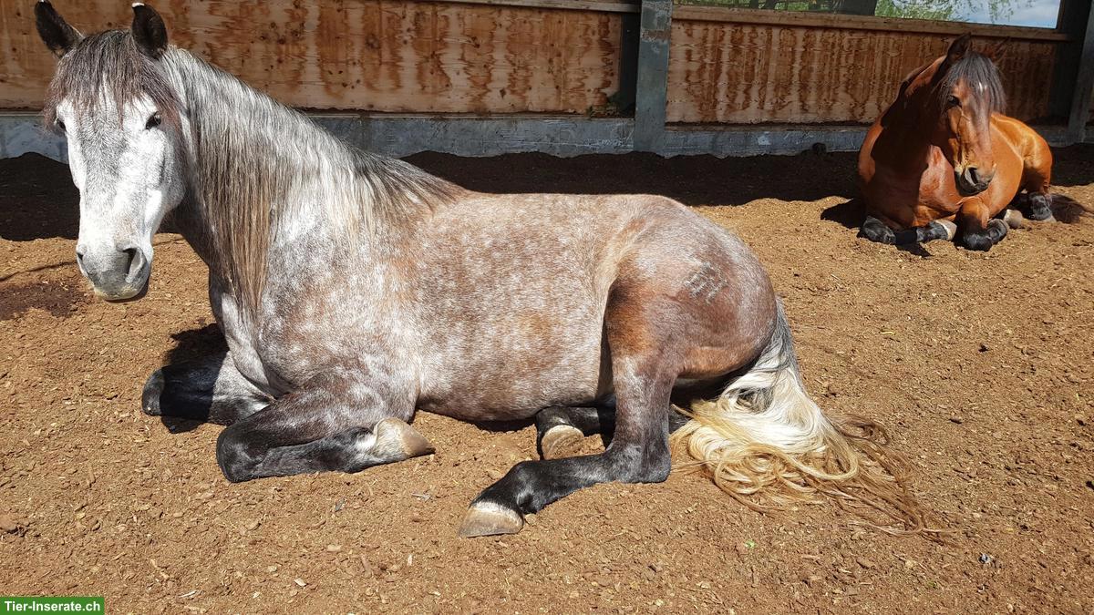 Bild 7: Pferde-Pensionsplatz im Offenstall in Wallachgruppe, Eschenbach LU