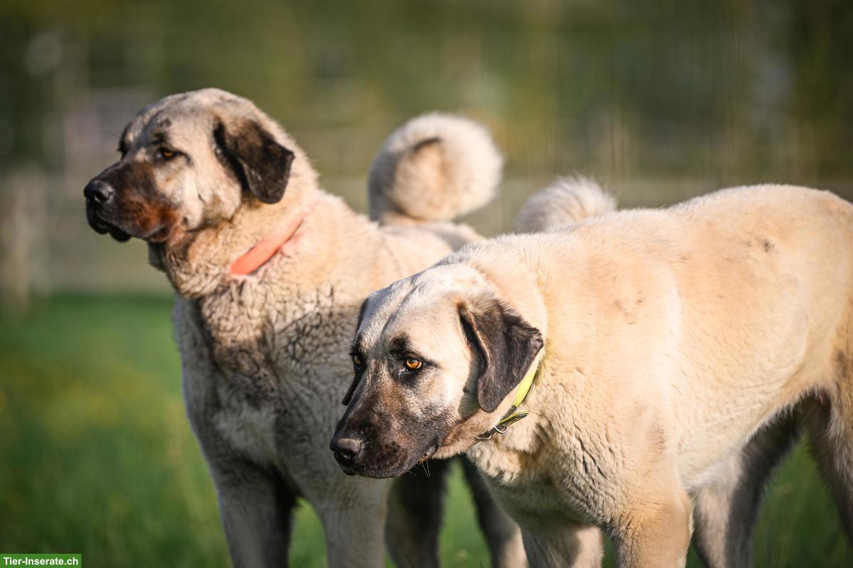 Bild 8: Pferde-Pensionsplatz im Offenstall in Wallachgruppe, Eschenbach LU