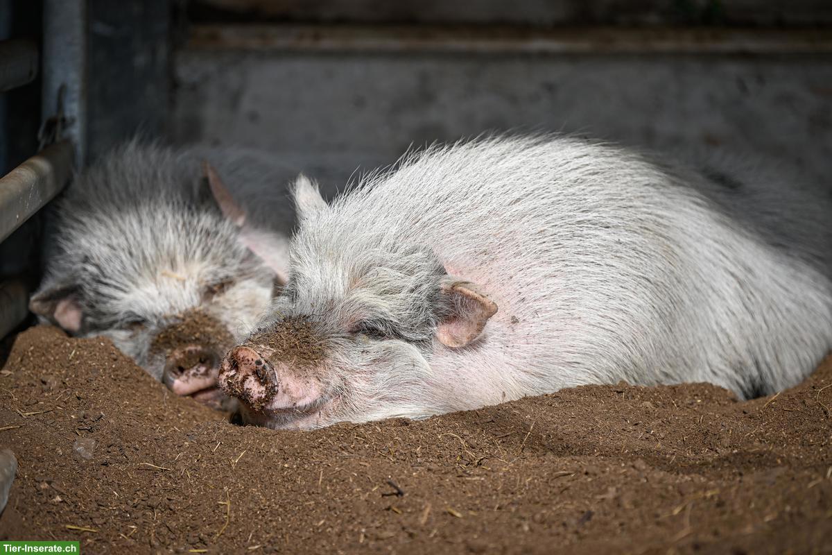 Bild 9: Pferde-Pensionsplatz im Offenstall in Wallachgruppe, Eschenbach LU