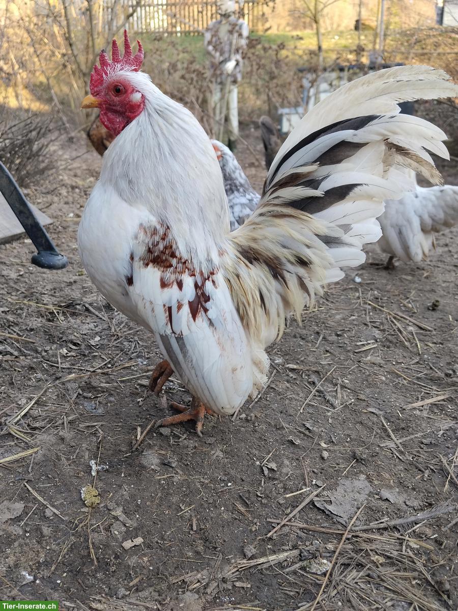 Bild 2: Serama Zwerghühner, Hähne