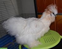 Junge Seidenhähne, sehr hübsch, mit Bart