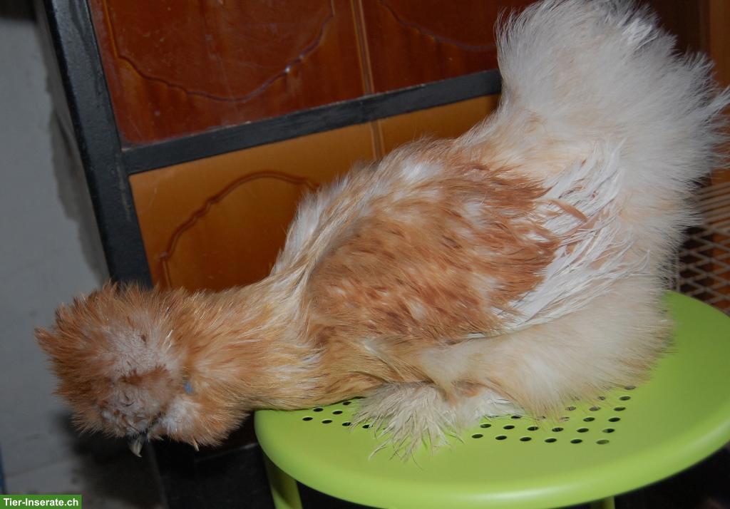 Bild 2: Junge Seidenhähne, sehr hübsch, mit Bart