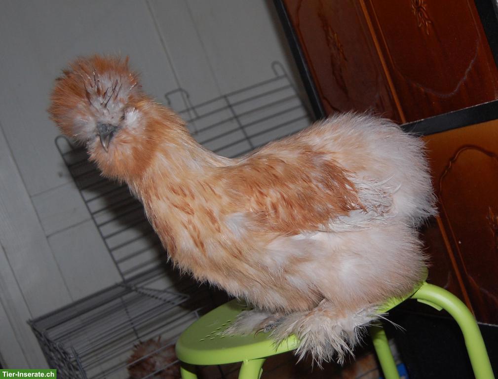 Bild 3: Junge Seidenhähne, sehr hübsch, mit Bart