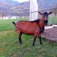 Gemsfarbige Gebirgsziege, Geissbock