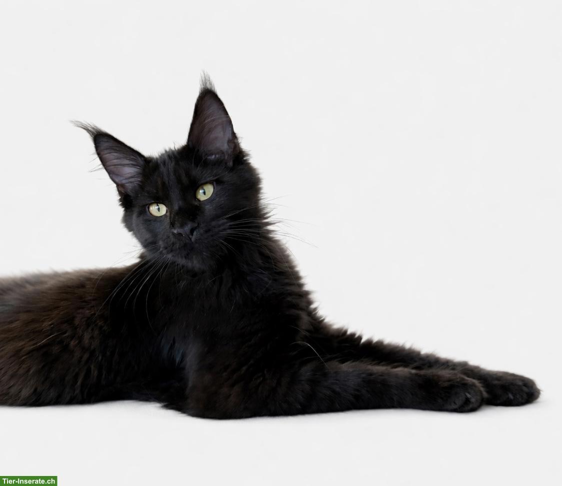 Maine Coon Katze black solid mit Stammbaum