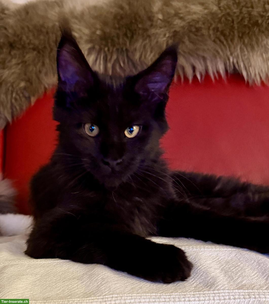 Bild 2: Maine Coon Katze black solid mit Stammbaum