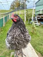 Orpington Hahn Gino sucht dringend Hühnerschar
