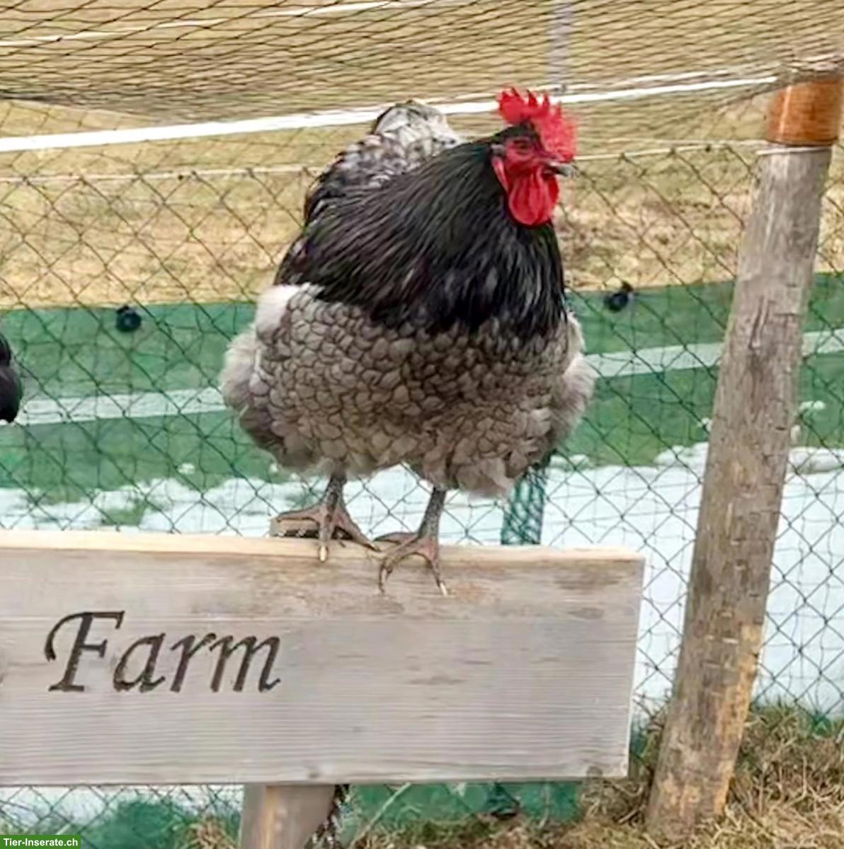 Bild 2: Orpington Hahn Gino sucht dringend Hühnerschar