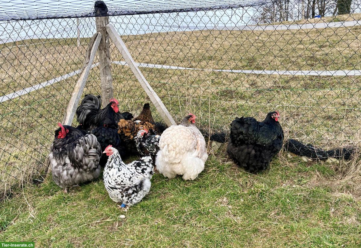 Bild 3: Orpington Hahn Gino sucht dringend Hühnerschar