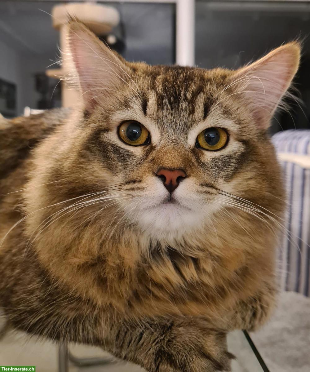 Sibirische Deckkater black tabby ticked mit Stammbaum