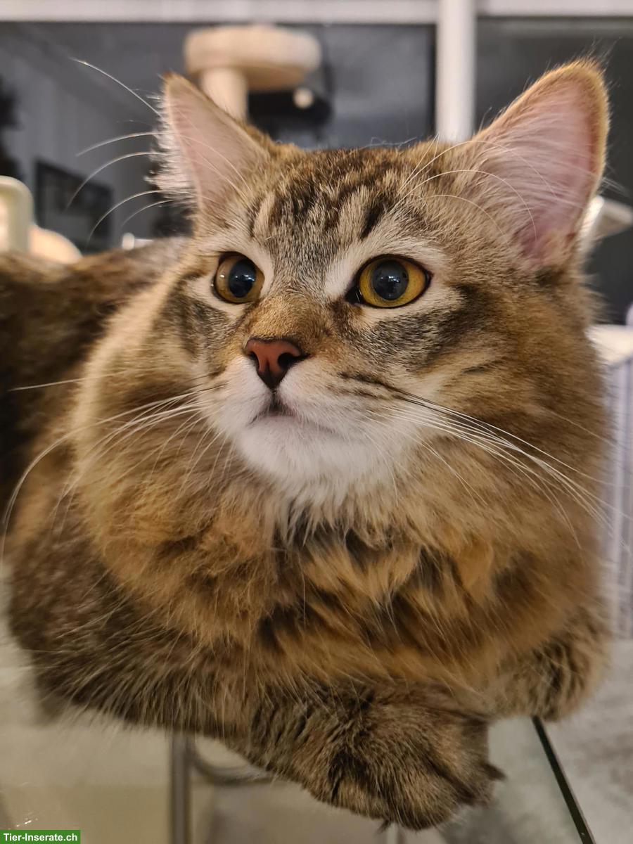 Bild 3: Sibirische Deckkater black tabby ticked mit Stammbaum