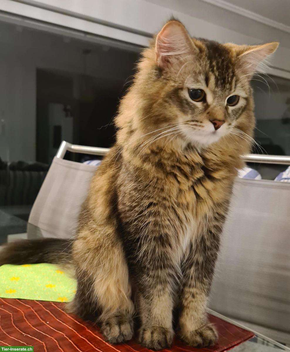 Bild 4: Sibirische Deckkater black tabby ticked mit Stammbaum