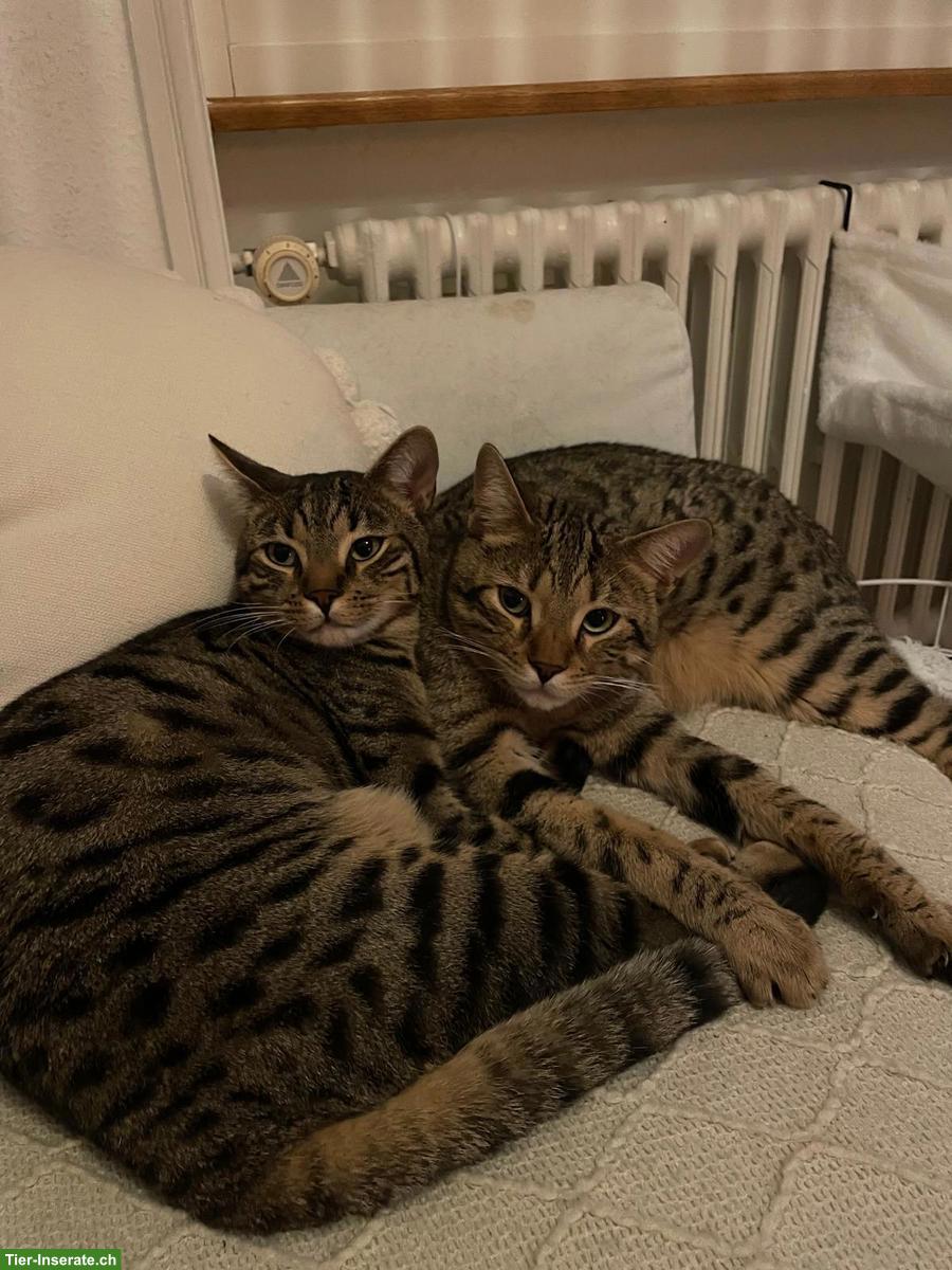 Bild 2: Lilo & Rocky, 2 Kater suchen ein neues liebes Zuhause