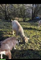 Toggenburger Ziegenbock, sehr lieb und zahm