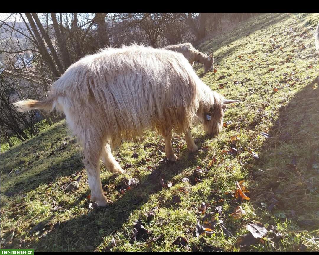 Bild 2: Toggenburger Ziegenbock, sehr lieb und zahm