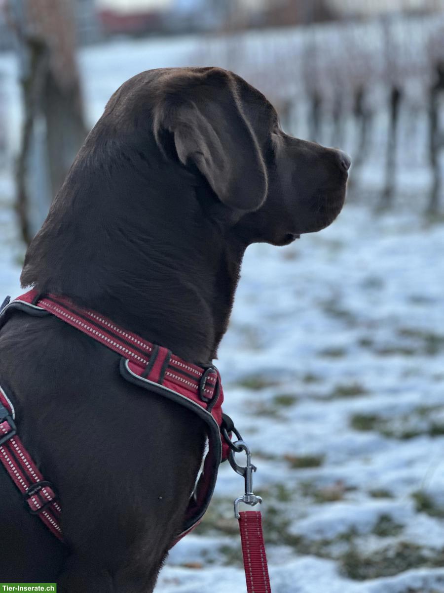 Ferienplatz gesucht für 1-jährigen Labrador