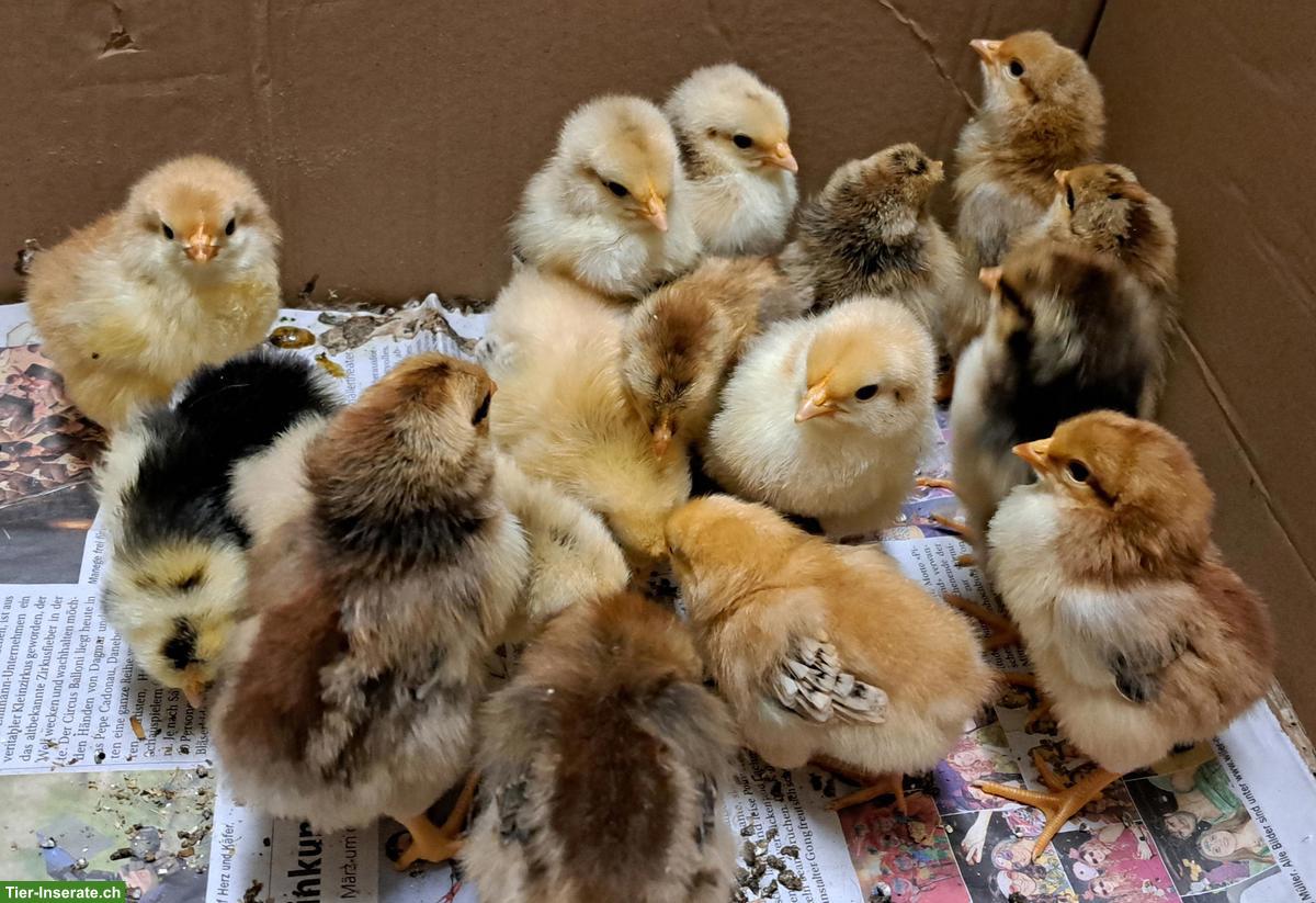 Bild 2: Schwedische Blumenhühner Küken