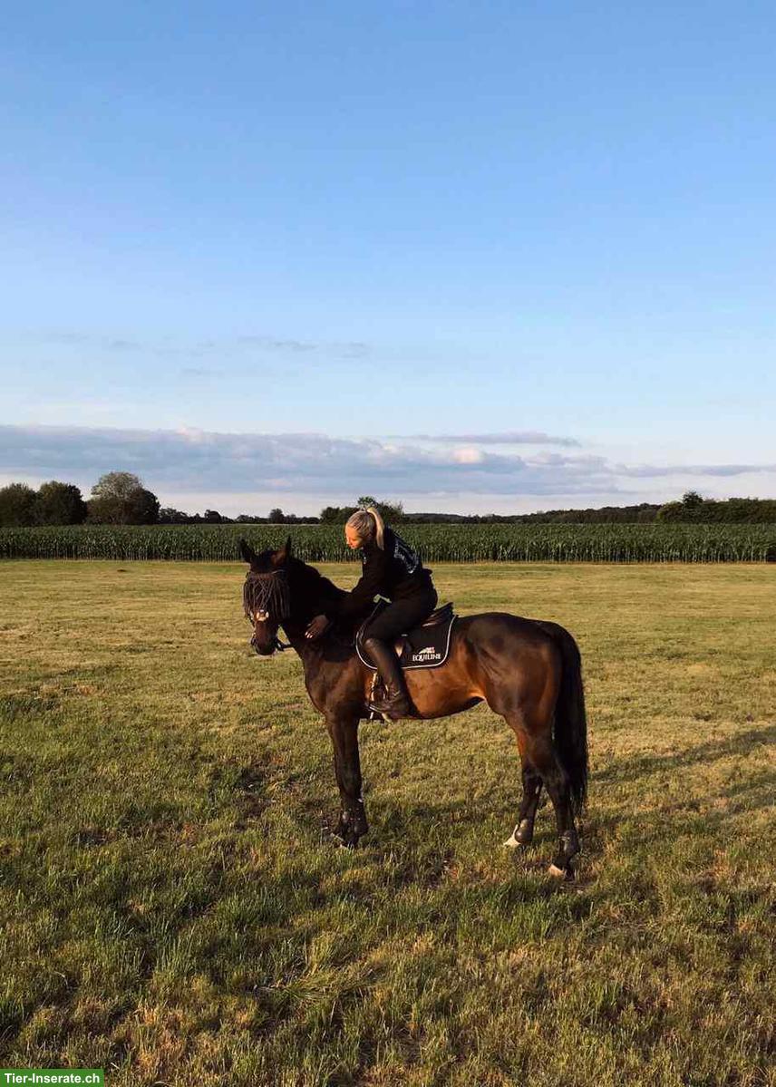 Erfahrene Spring- & Dressurreiterin SUCHT Reitbeteiligung