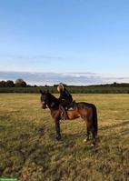 Erfahrene Spring- & Dressurreiterin SUCHT Reitbeteiligung