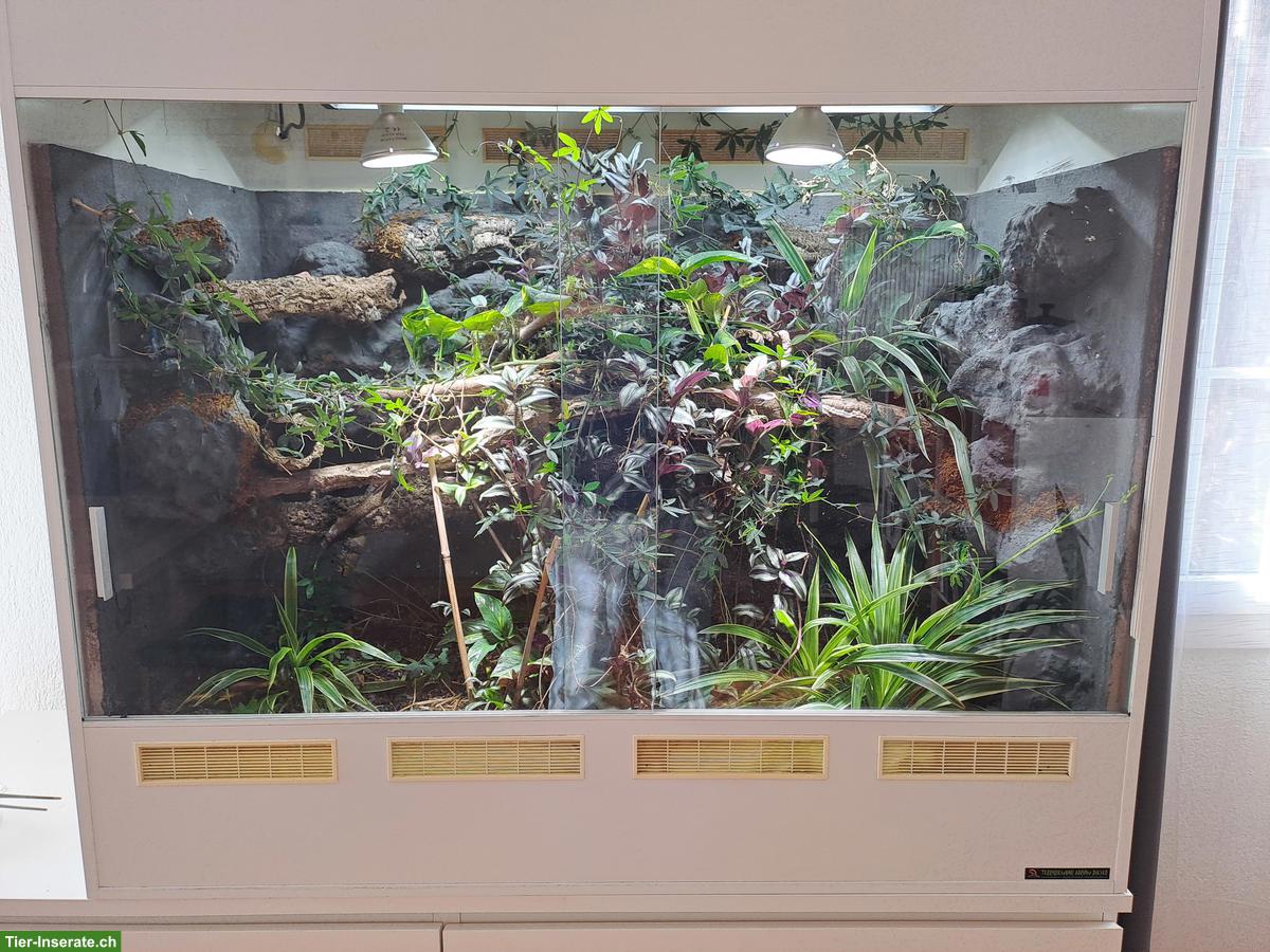 Forex Terrarium von Adrian Rieser zu verkaufen