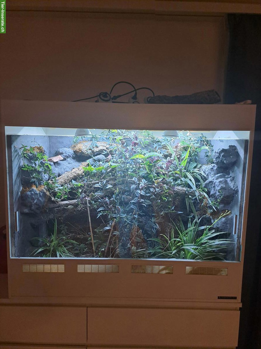 Bild 2: Forex Terrarium von Adrian Rieser zu verkaufen