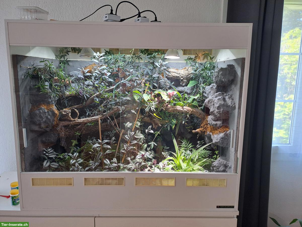 Bild 3: Forex Terrarium von Adrian Rieser zu verkaufen