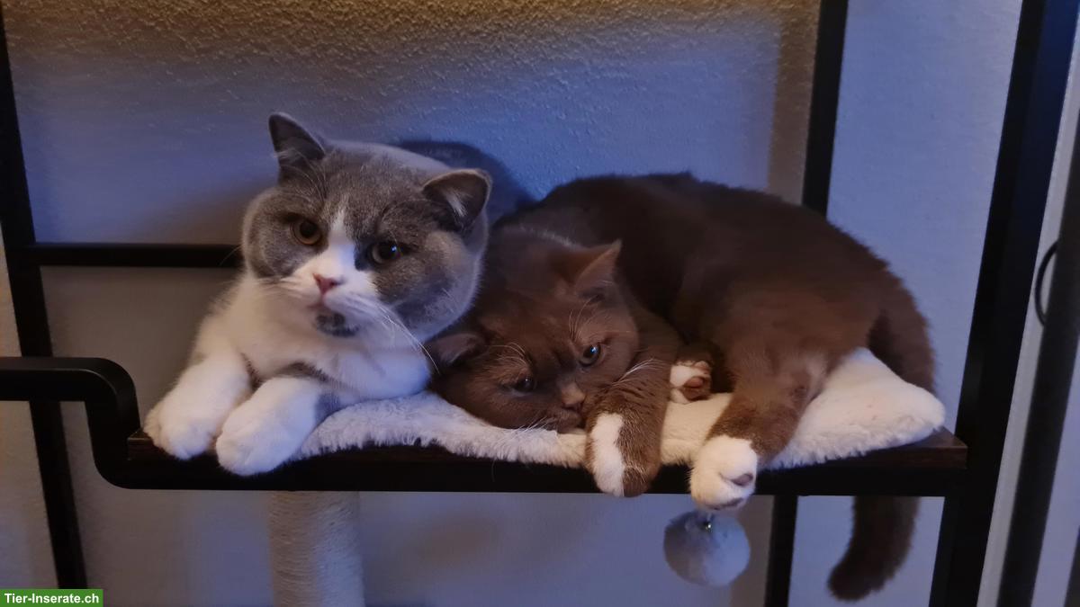 BKH Kitten, Tiberius & Cassian, suchen neues Zuhause