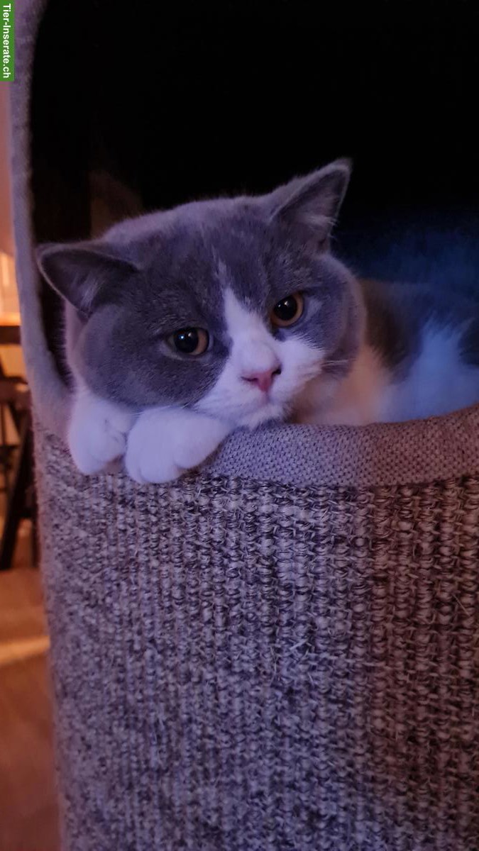 Bild 2: BKH Kitten, Tiberius & Cassian, suchen neues Zuhause