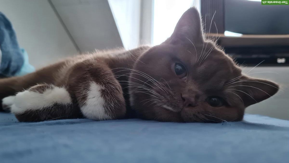 Bild 3: BKH Kitten, Tiberius & Cassian, suchen neues Zuhause