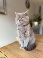 BKH Kater Millo, 5-jährig, Freigänger