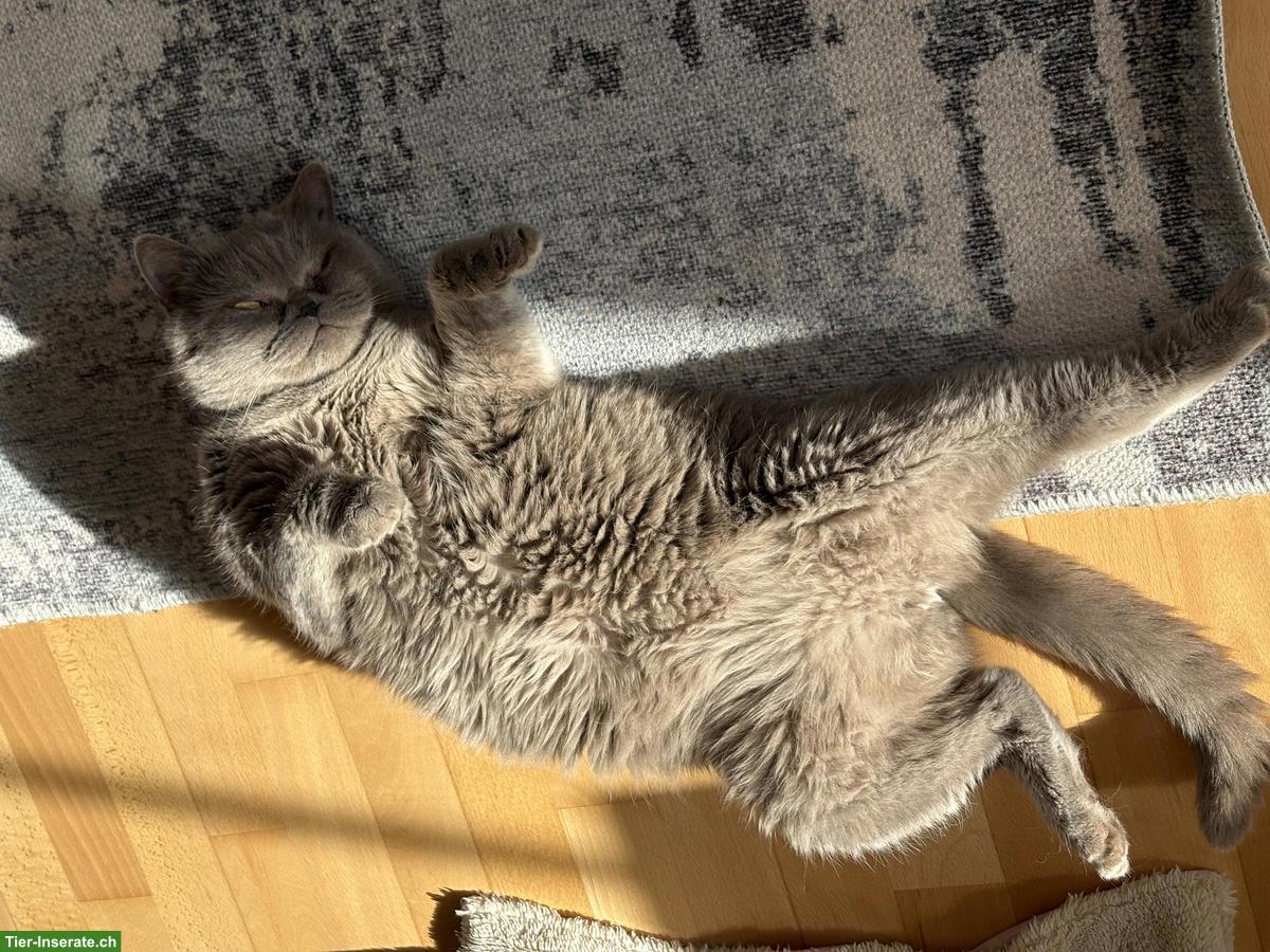 Bild 2: BKH Kater Millo, 5-jährig, Freigänger