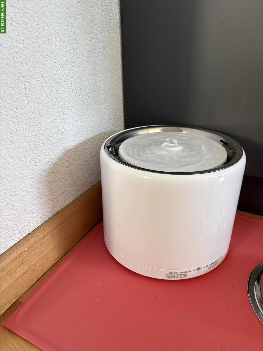 Bild 4: BKH Kater Millo, 5-jährig, Freigänger