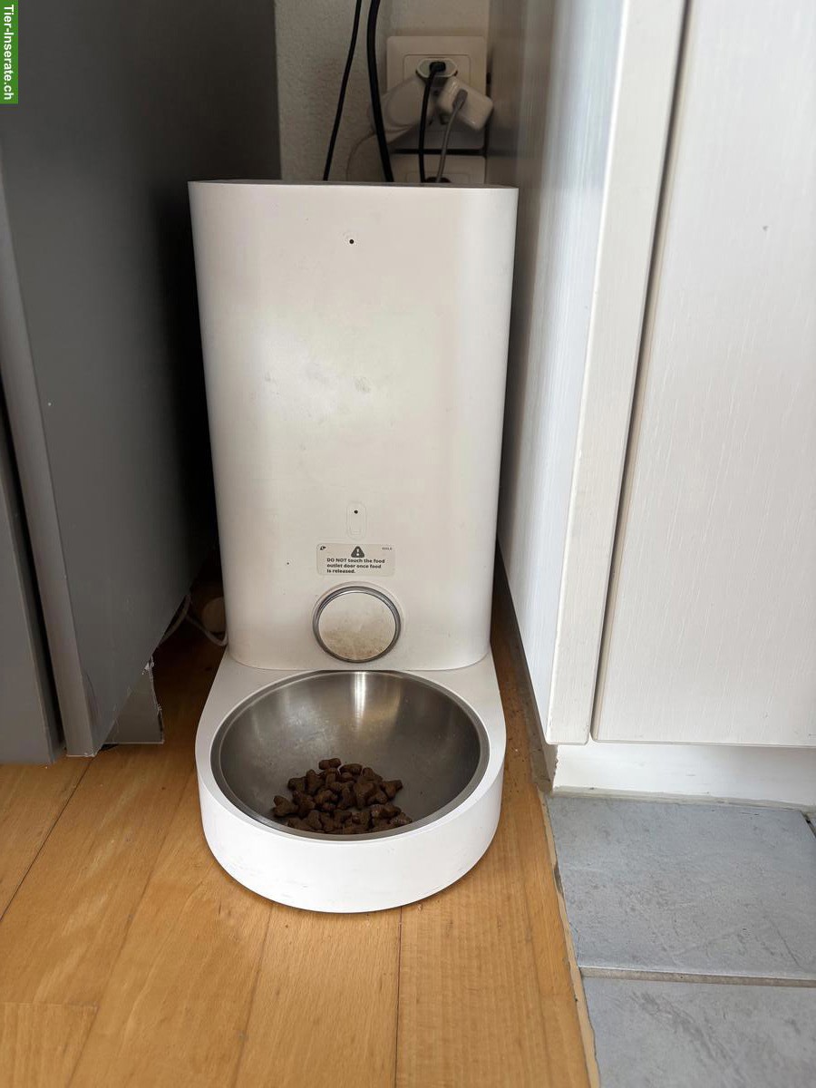 Bild 5: BKH Kater Millo, 5-jährig, Freigänger