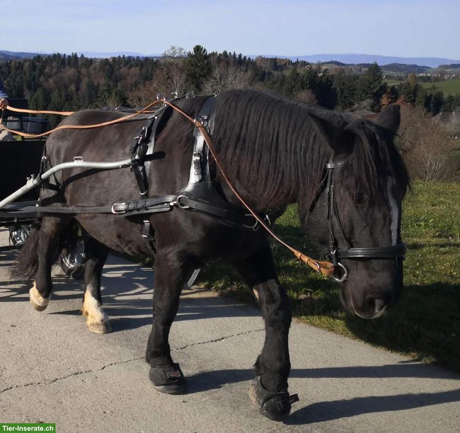 Volleder Geschirr mit Marathon-Kumt, hochqualitativ, neuwertig